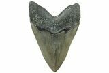 Serrated, Fossil Megalodon Tooth - North Carolina #311702-2